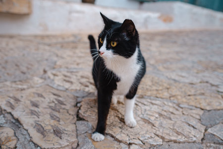 Street cats of Turkey roam freely, lounging, playing, and exploring the vibrant streets, creating...