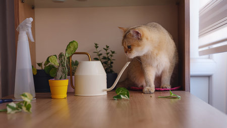 Beautiful short hair cat and house plant at home. Adorable domestic pet concept. Pet resting and hiding in greeneryの写真素材