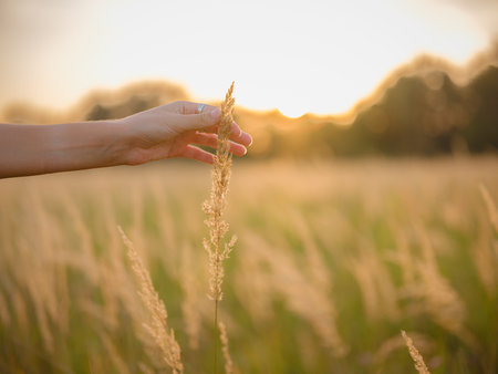 woman's hand touching wheat ears, close-up of fingers holding grain, delicate hand in field of wheat, golden hour macro shot of wheat, sunlight on woman's handの写真素材