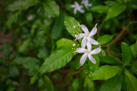 walk in Perdana Botanical Garden, Lush greenery and exotic plants in the Kuala Lumpur Botanical Garden, offering serene escape into nature with vibrant flowers, towering trees, and tranquil paths.の写真素材