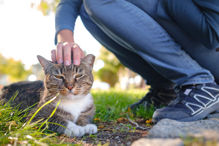Street cat of Turkey roam freely, lounging, playing, and exploring the vibrant streets, creating charming scenes of daily life in urban and rural settings.の写真素材