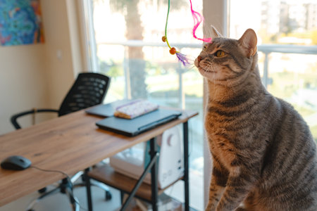 Cat sitting on a work desk at home, surrounded by work essentials, in a calm and cozy atmosphere. Perfect indoor scene showing the harmony of work and relaxation.の写真素材