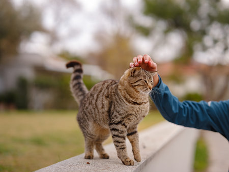 Street cats of Turkey roam freely, lounging, playing, and exploring the vibrant streets, creating charming scenes of daily life in urban and rural settings. woman petting a catの写真素材