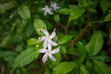 Lush greenery and exotic plants in the Kuala Lumpur Botanical Garden, offering serene escape into...