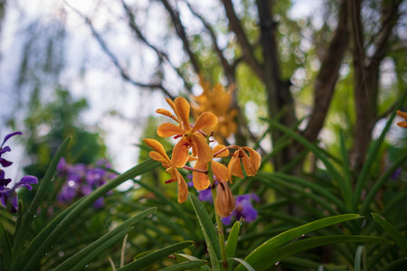 Stunning orchids in full bloom take center stage at the Kuala Lumpur Botanical Garden, showcasing...