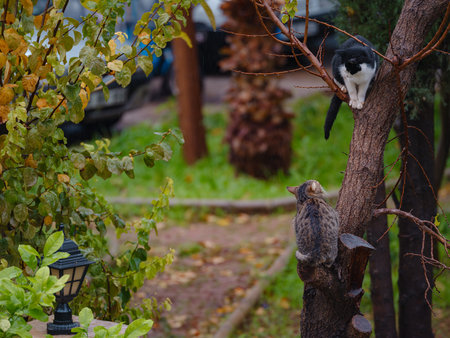 Street cats of Turkey roam freely, lounging, playing, and exploring the vibrant streets, creating charming scenes of daily life in urban and rural settings.の写真素材