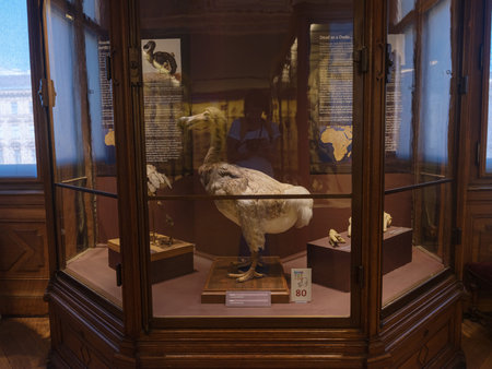 Vienna, Austria July 14 2023 : Natural History Museum Corridor with Historical Glass Cases Exhibiting Taxidermy of Various Birds. Natural History Museum. Europeのeditorial素材