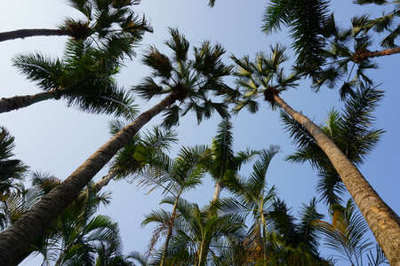 Tall Treesの写真素材