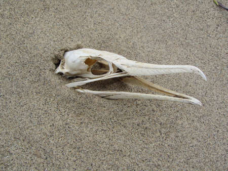 Bird skull in sandの写真素材