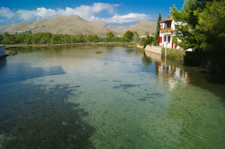 Fish swim in a clear river in front of mountains on a sunny day