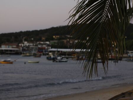 palm tree leaf on the beachの写真素材