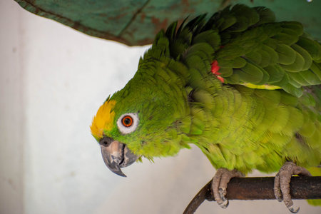 Cute green parrot sitting on a perch and looking at camera