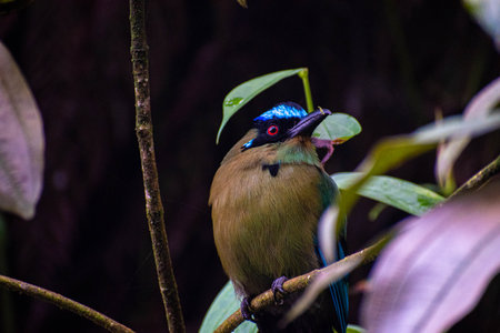 Blue-crested Pitta bird in nature, Thailand.の写真素材