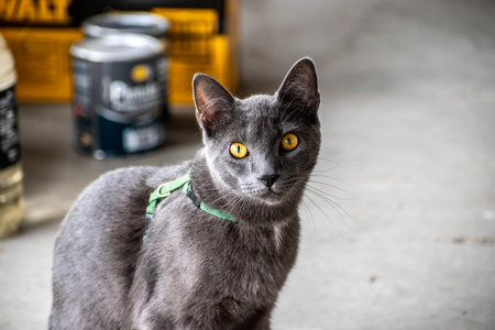 Portrait of a gray cat with yellow eyes on the street.の写真素材
