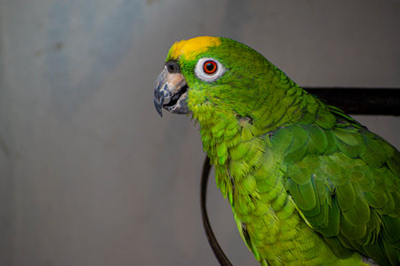 Green macaw parrot sitting on a perch in a cageの写真素材