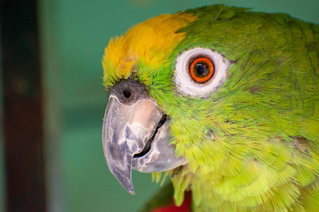 Close up of a green and yellow macaw parrot in a cageの写真素材