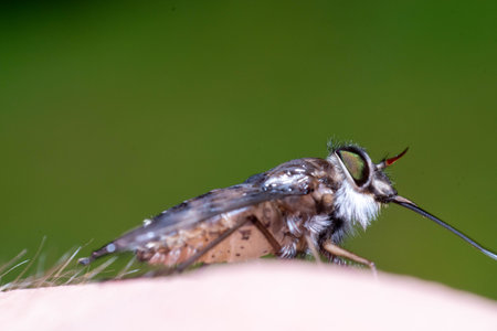 Robber fly on human skin, close-up of a robber flyの写真素材