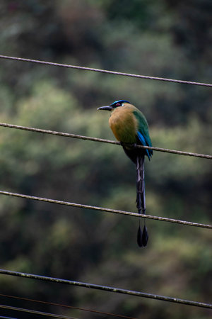 Blue-tailed tailed bird on a wire in the forest.の写真素材
