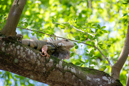 Iguana on a branch of a tree in the forest.の写真素材
