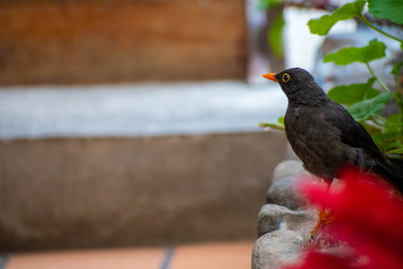 Blackbird sitting on the stone stairs in the garden, Thailand.の写真素材