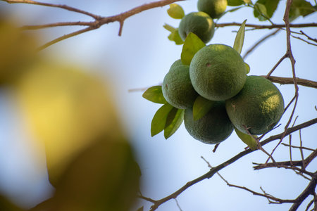 Lime fruits on tree in the garden with blue sky background.の写真素材