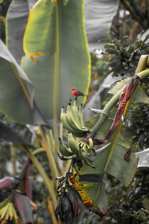 A red bird is perching on a banana tree in Costa Rica.の写真素材