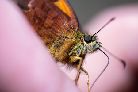Close up of a butterfly on a pink flower. Shallow depth of fieldの写真素材