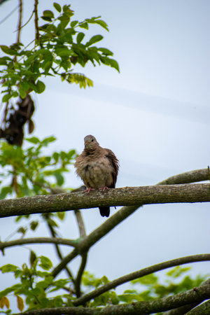 Pigeon sitting on the branch of a tree in the parkの写真素材