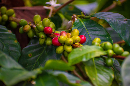 Coffee beans ripening on a tree in a coffee plantationの写真素材