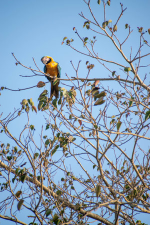 Yellow-and-gold macaw, Ara ararauna, perched on a branchの写真素材