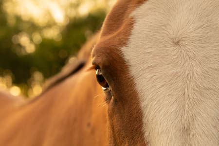 Horse looking at camera with warm dayの写真素材