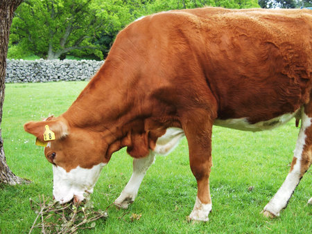 Cow