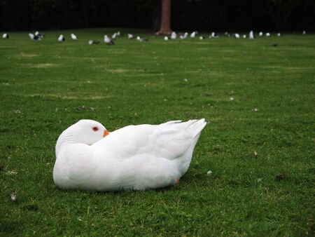 Swan is taking a napの写真素材