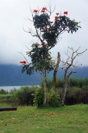 A tree in Ulun Danu