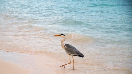 Heronの写真素材