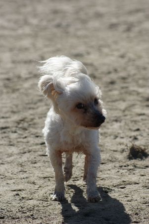 Dog running on beachの写真素材