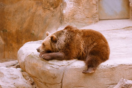 Wonderful brown bear lying on artificial rock and relaxing in enclosure in modern zooの写真素材