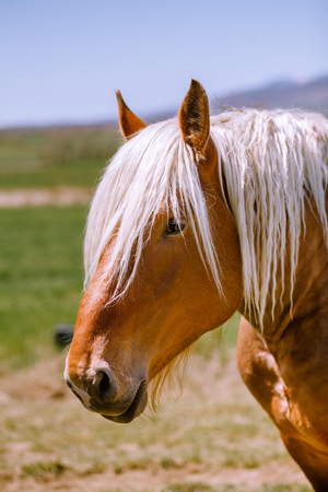 Muzzle of bright chestnut colored horse with soft fur standing in sunlight in natureの写真素材