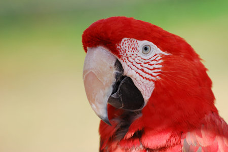 Scarlet Macaw - Cougar Mountain Zoo 