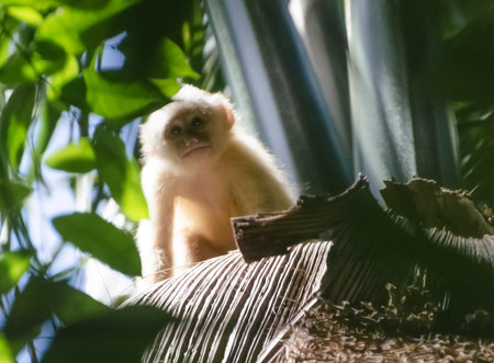 Juvenile White-fronted Capuchin Monkey (Cebus albifrons) peering through the trees at the camera on...