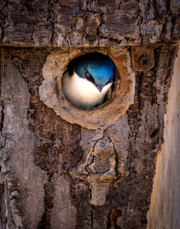 close-up photo of a tree swallow in the spring during nestingの写真素材