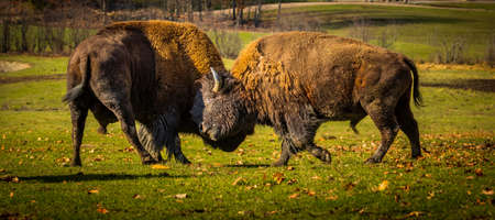 two male bison fighting head-to-headの写真素材