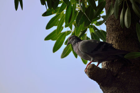 Alone Pigeonの写真素材