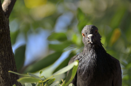 Pigeon Stareの写真素材