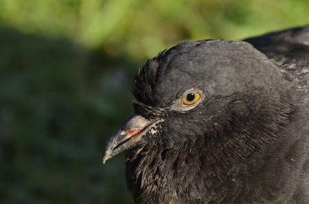 Wounded pigeonの写真素材