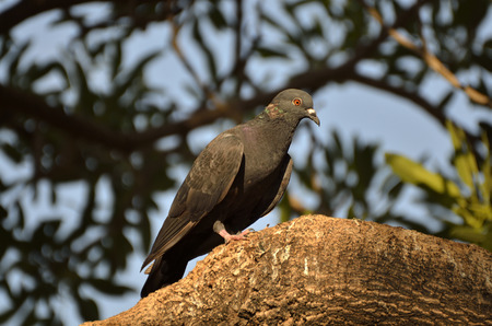 Pigeon in twilight timeの写真素材