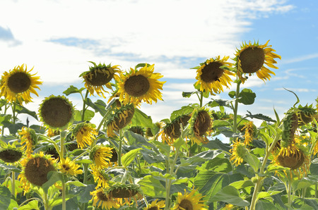 Midday sun flower Select focus.の写真素材