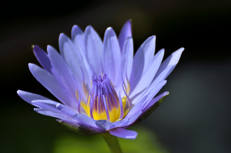 Lotus Flower Nymphaea caerulea - Selective focus to blue Purple lotus flower or blue Egyptian lotus blue water lily, blue Egyptian water lily, sacred blue lily, sacred narcotic lily of the nile.の写真素材