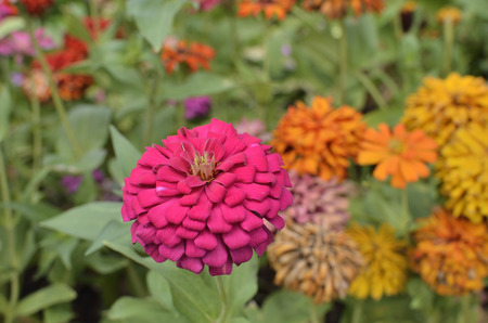 Zinnia violacea Select focus in thailand garden.の写真素材