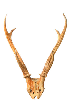 The skull of deer (Antler) isolated on white backgroundの写真素材